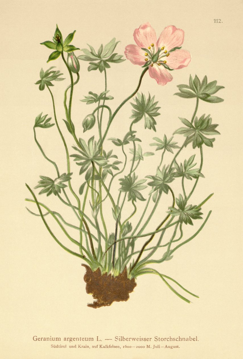 Silvery Cranes Bill (Geranium argenteum) av German School