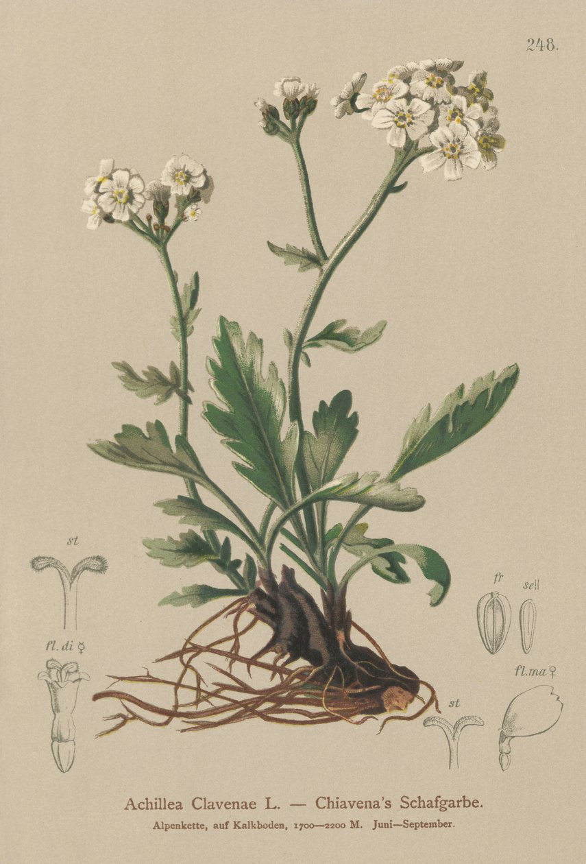 Silveryarrow (Achillea Clavenae) av German School