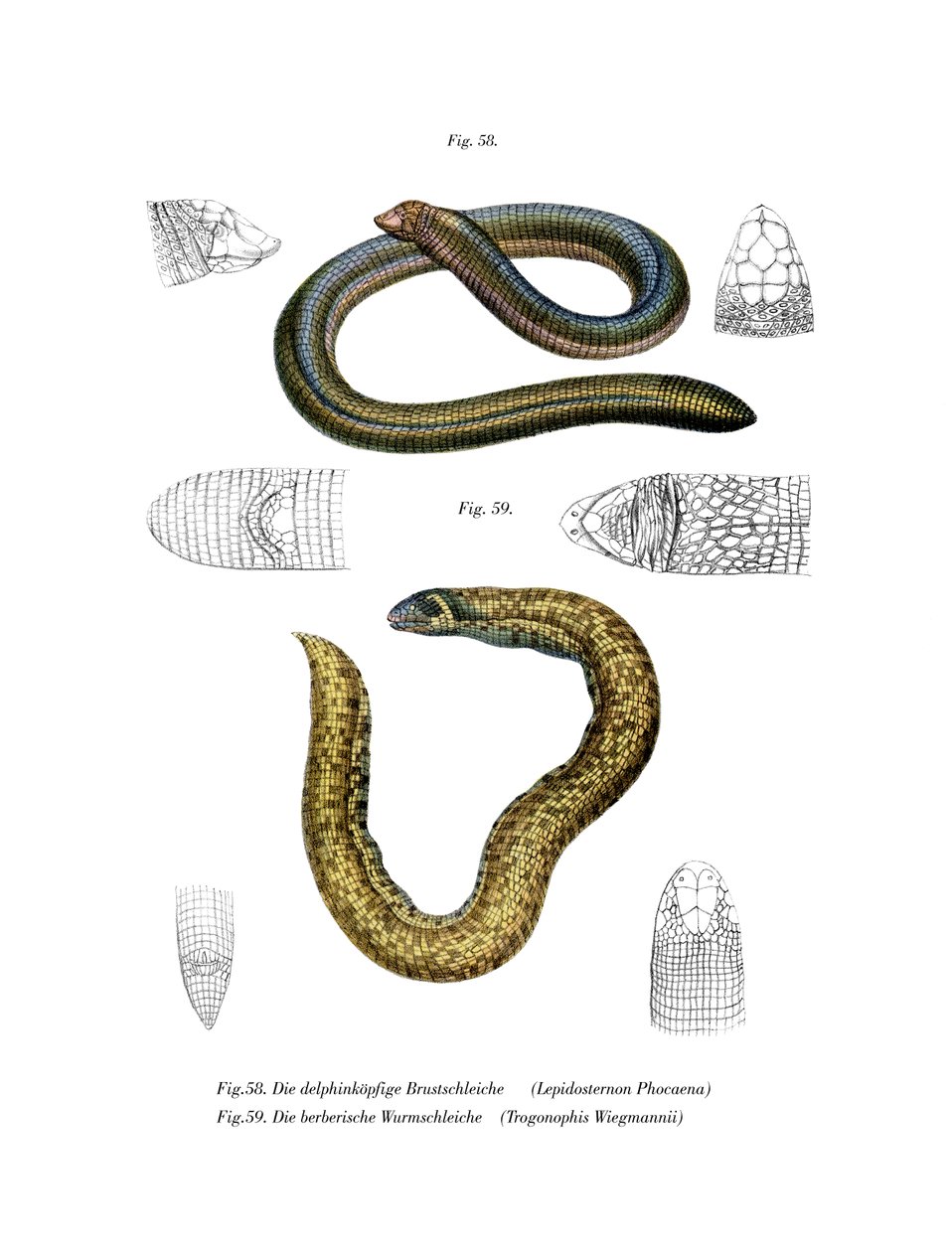 Smallhead Worm Lizard (färg litho) av German School
