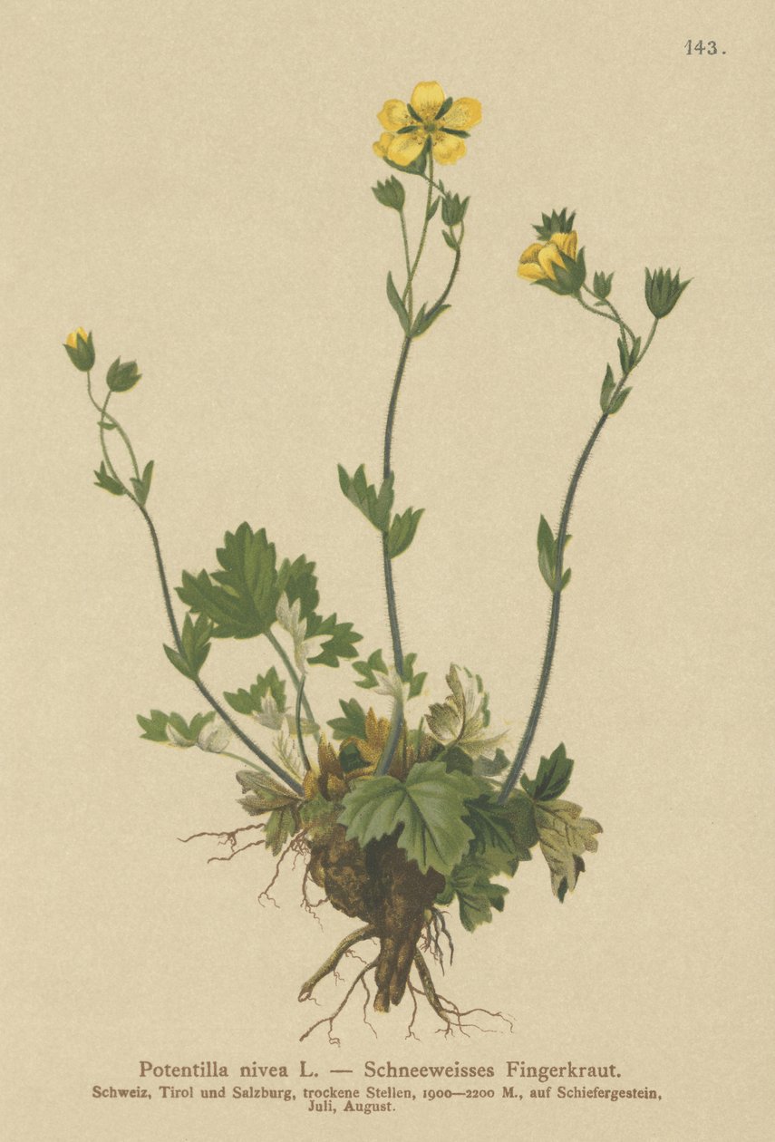 Snow Cinquefoil (Potentilla nivea) av German School