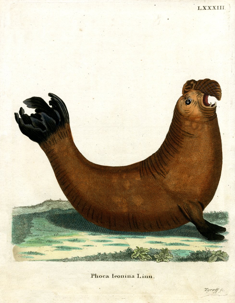 Södra elefantsälen (färgad gravyr) av German School