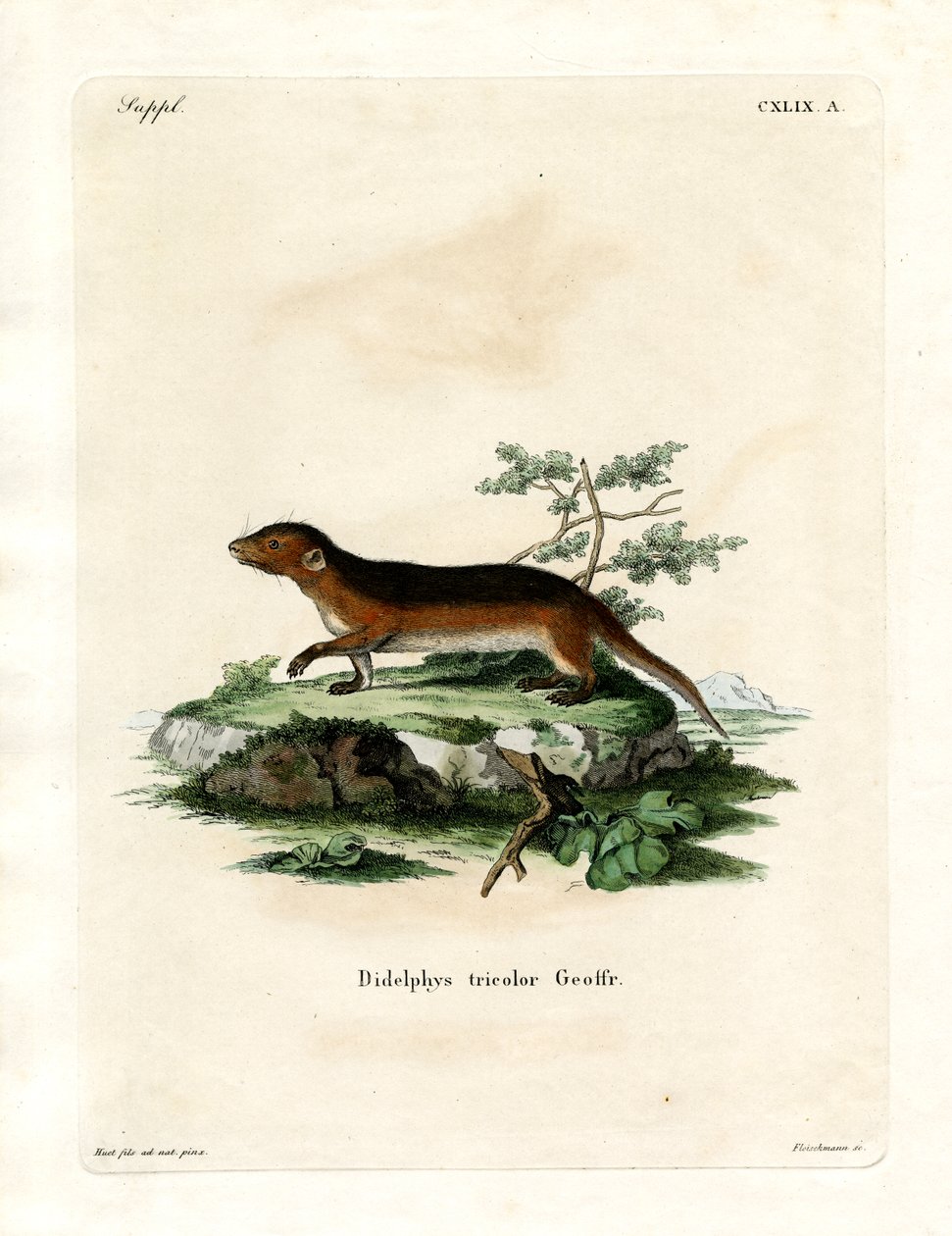 Southern Red-sided Opossum (färgad gravyr) av German School