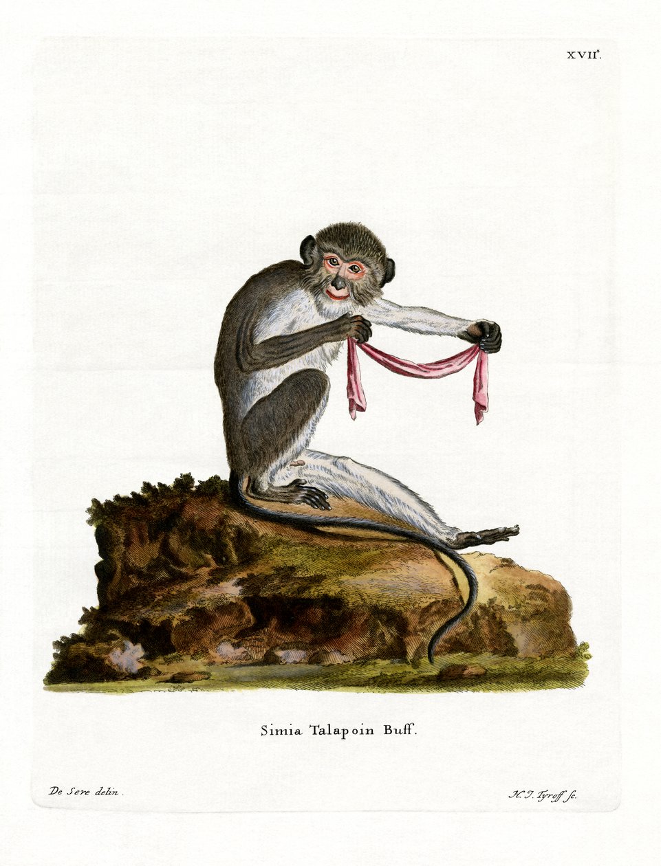 Southern Talapoin (färgad gravyr) av German School