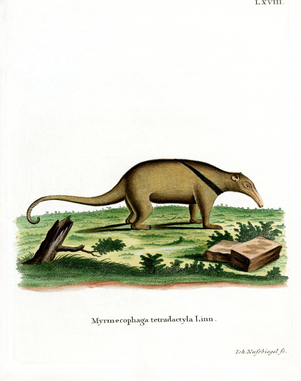 Southern Tamandua (färgad gravyr) av German School
