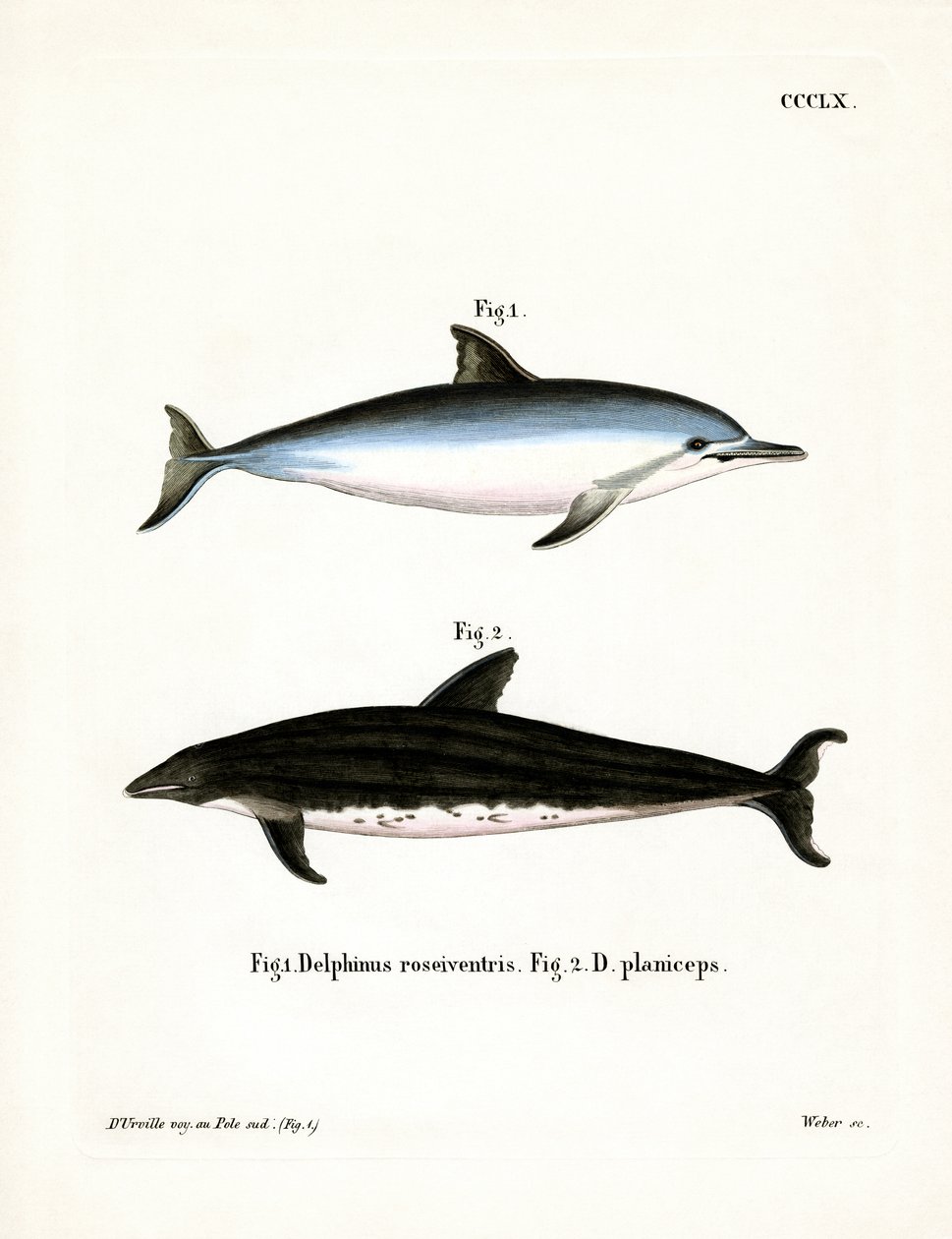 Spinner Dolphin (färgad gravyr) av German School