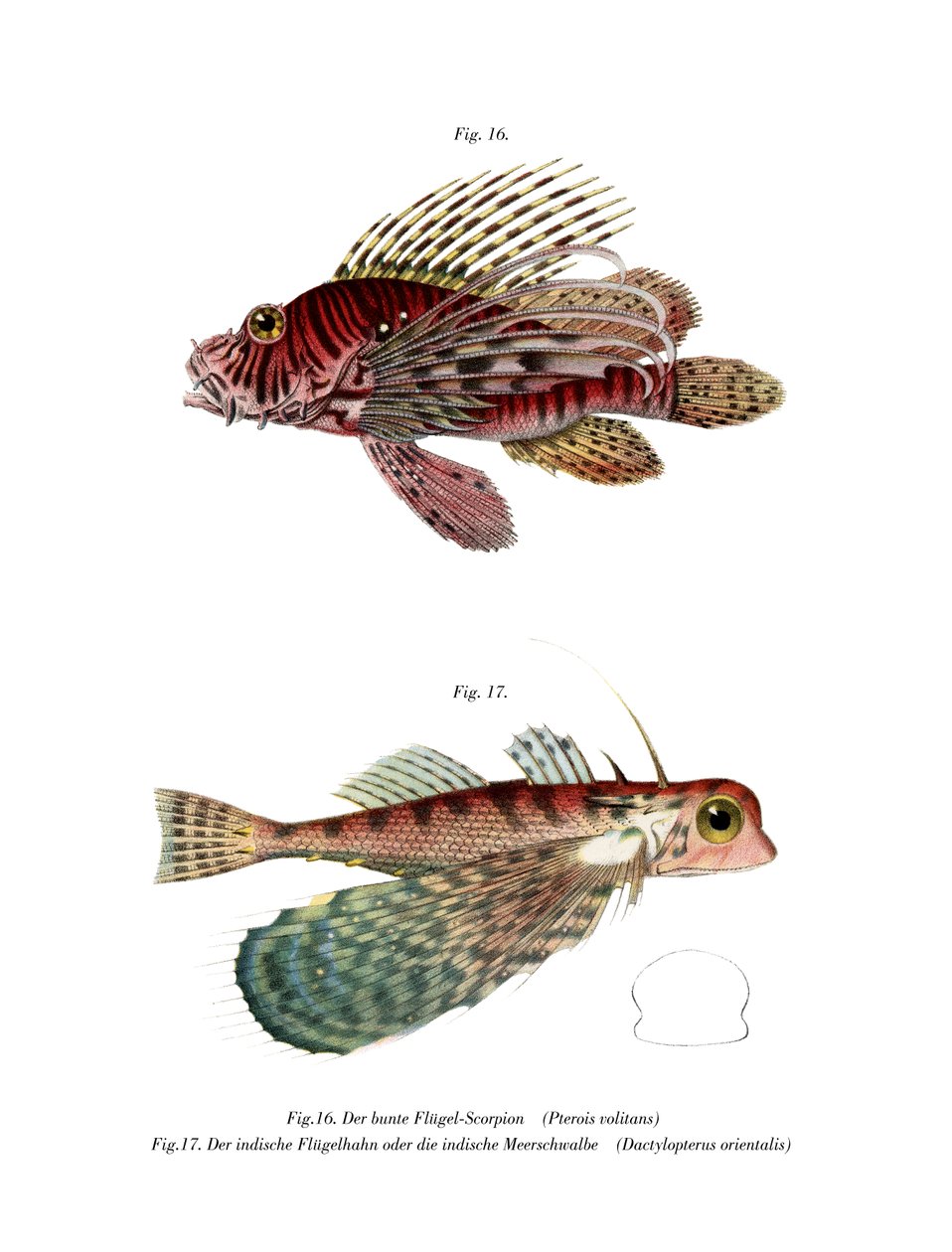 Spotfin Lionfish (färg litho) av German School