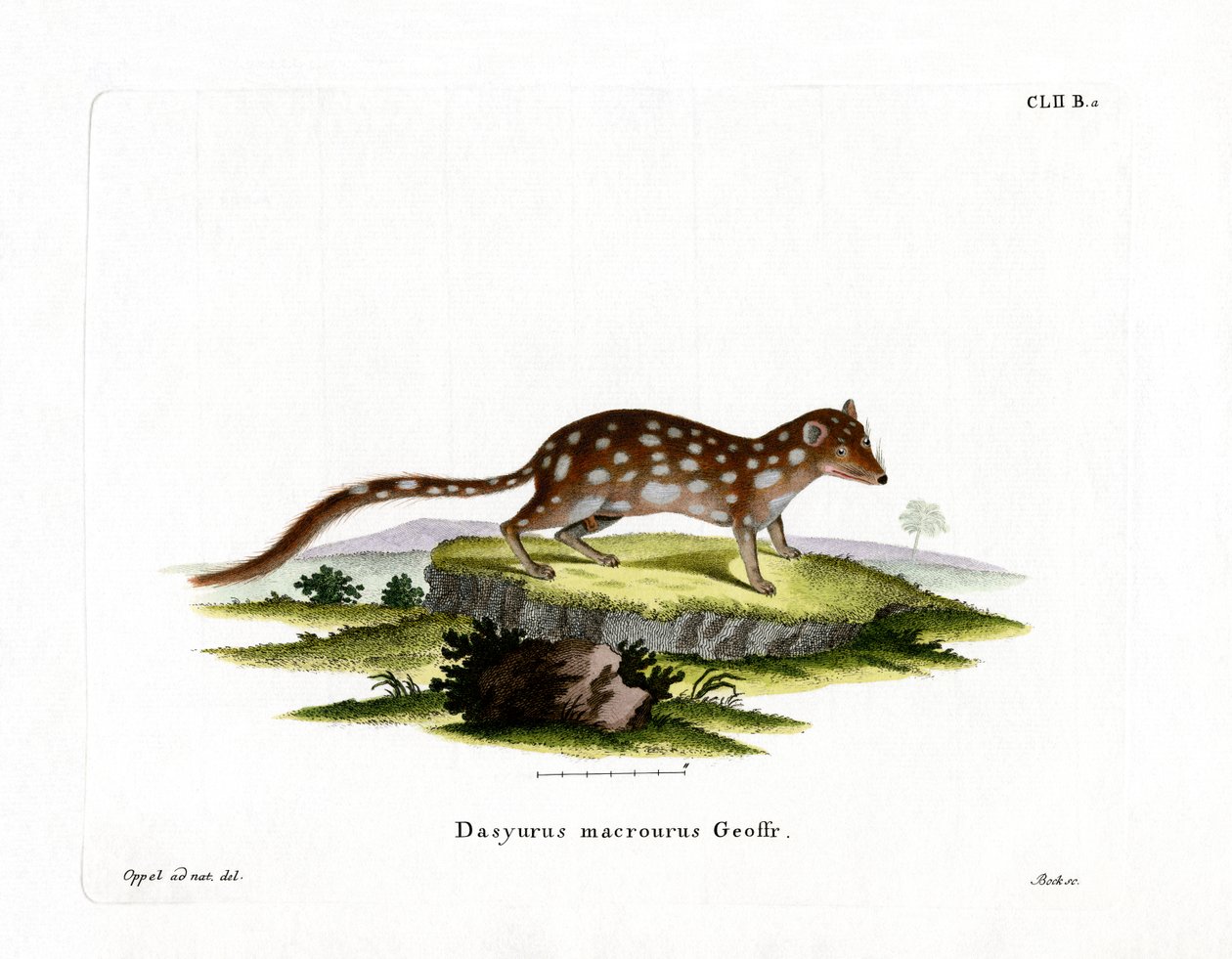 Spotted Quoll (färgad gravyr) av German School