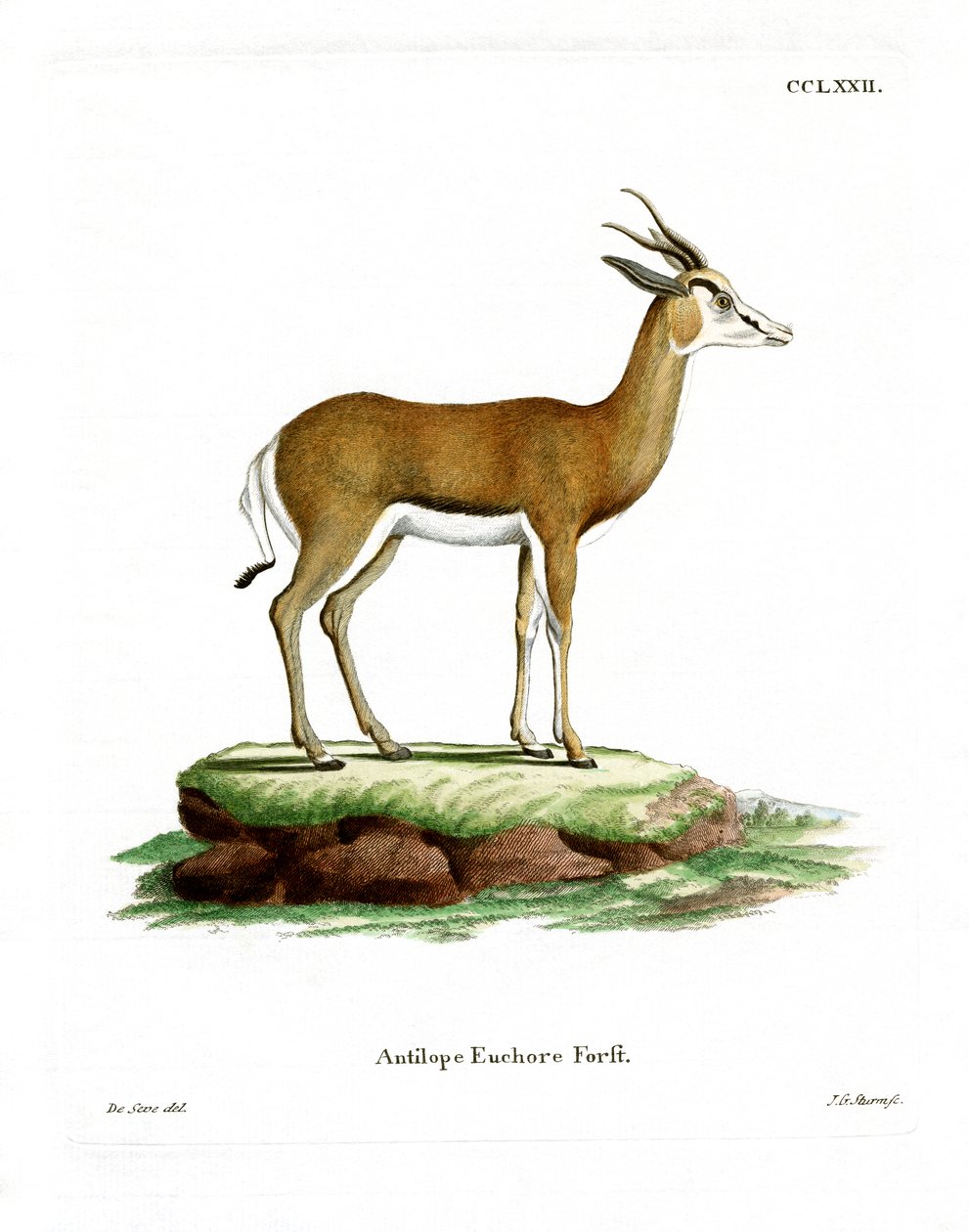 Springbok (färgad gravyr) av German School