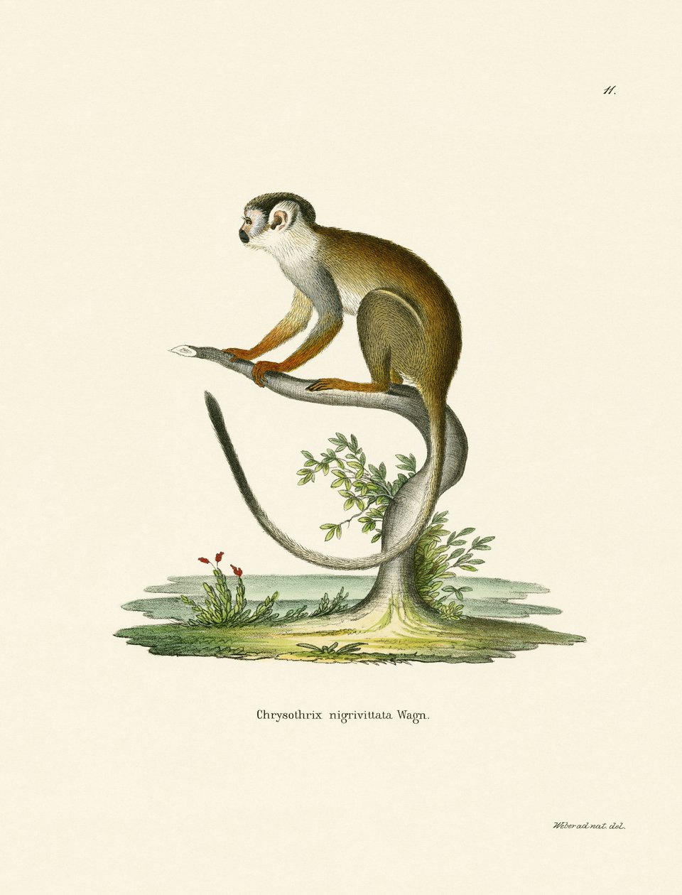 Squirrel Monkey (färgad gravyr) av German School