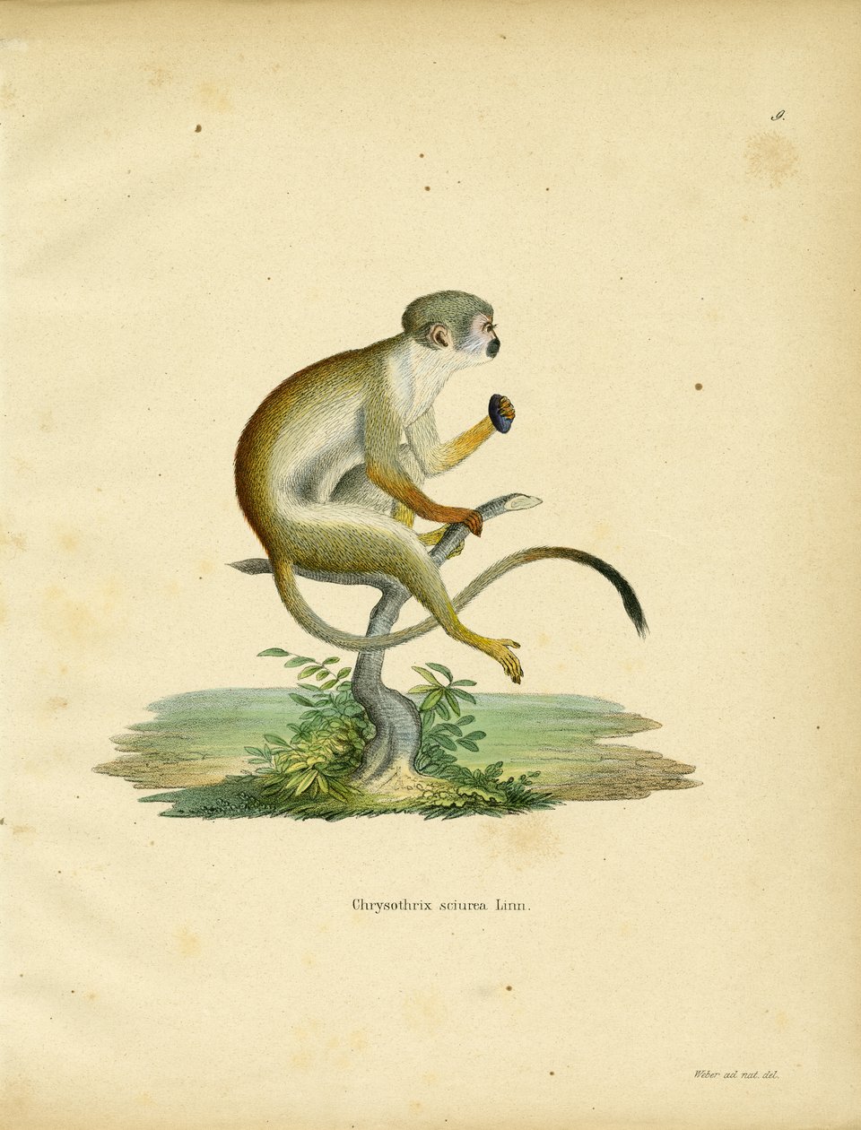 Squirrel Monkey (färgad gravyr) av German School