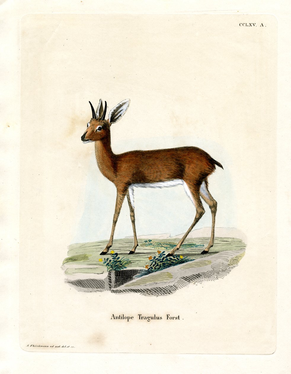 Steenbok (färgad gravyr) av German School