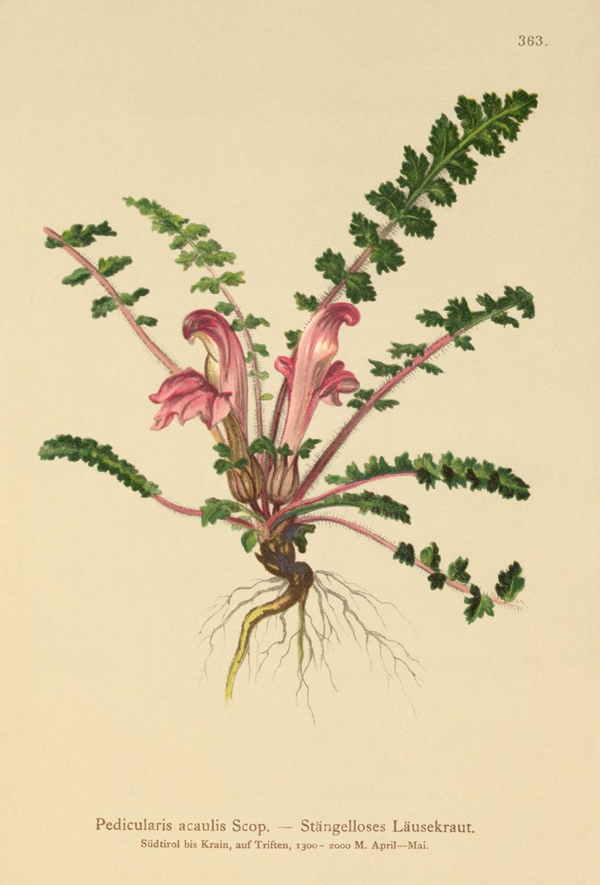 Stamlös lusseört (Pedicularis acaulis) av German School