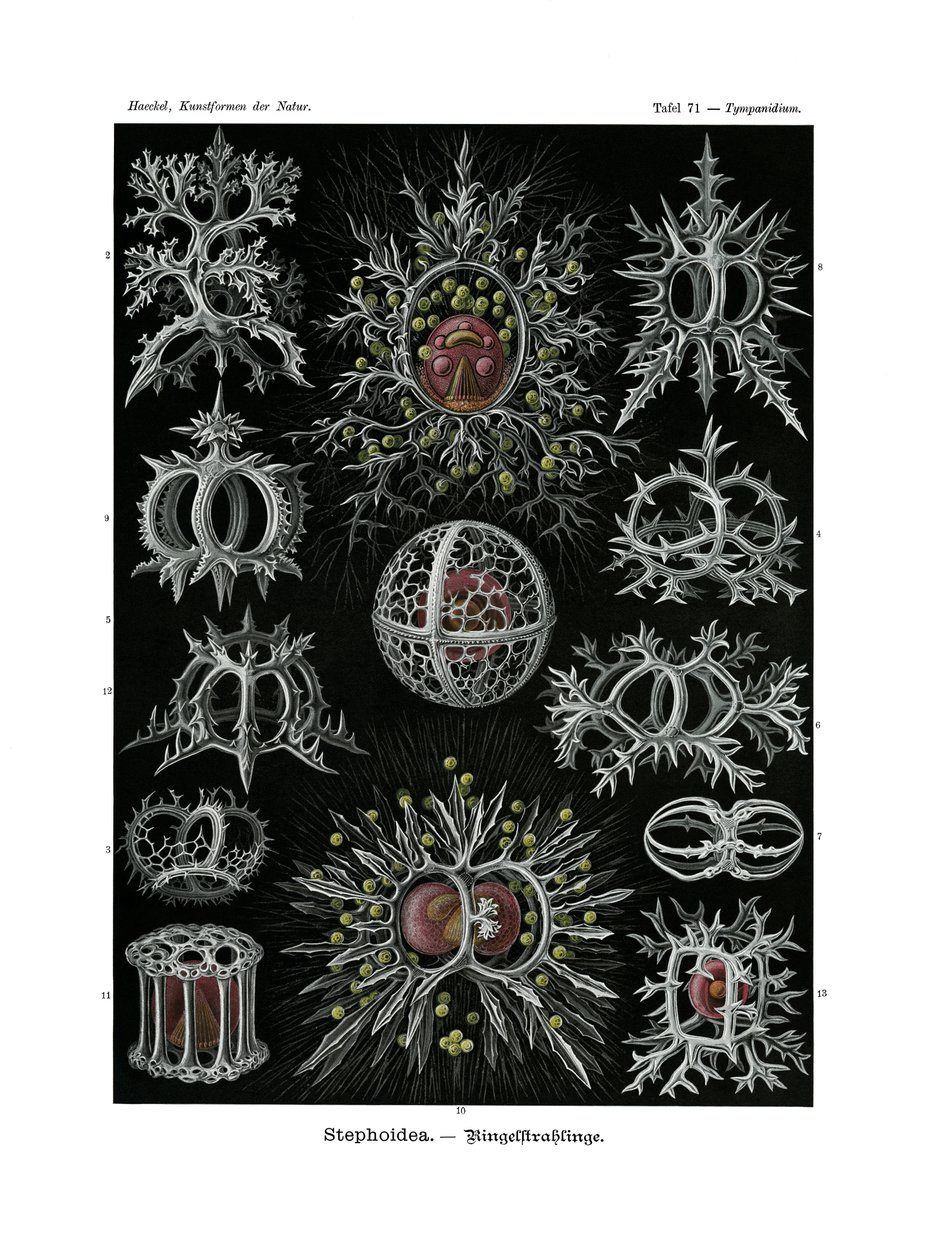 Stephoidea, 1899-1904 av German School