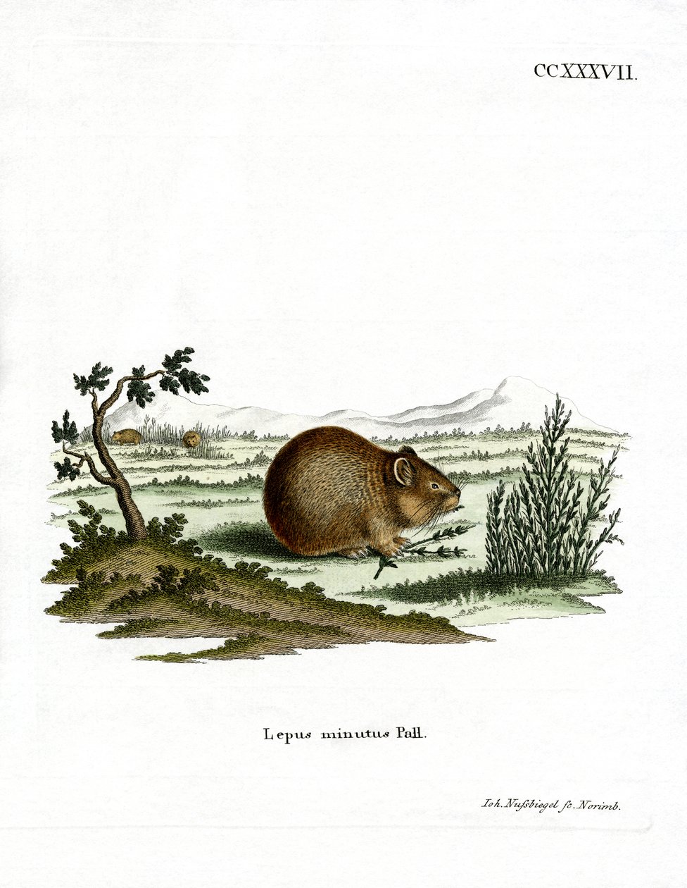 Steppe Pika (färgad gravyr) av German School
