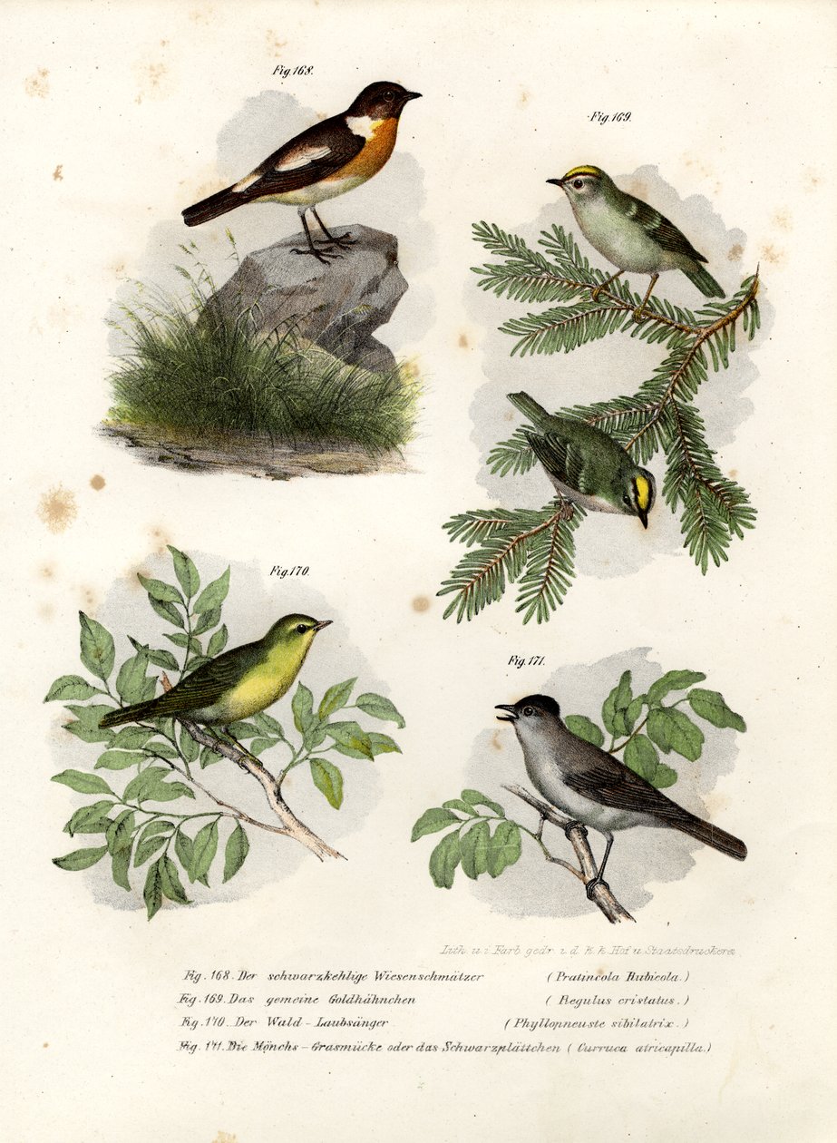 Stonechat, 1864 av German School