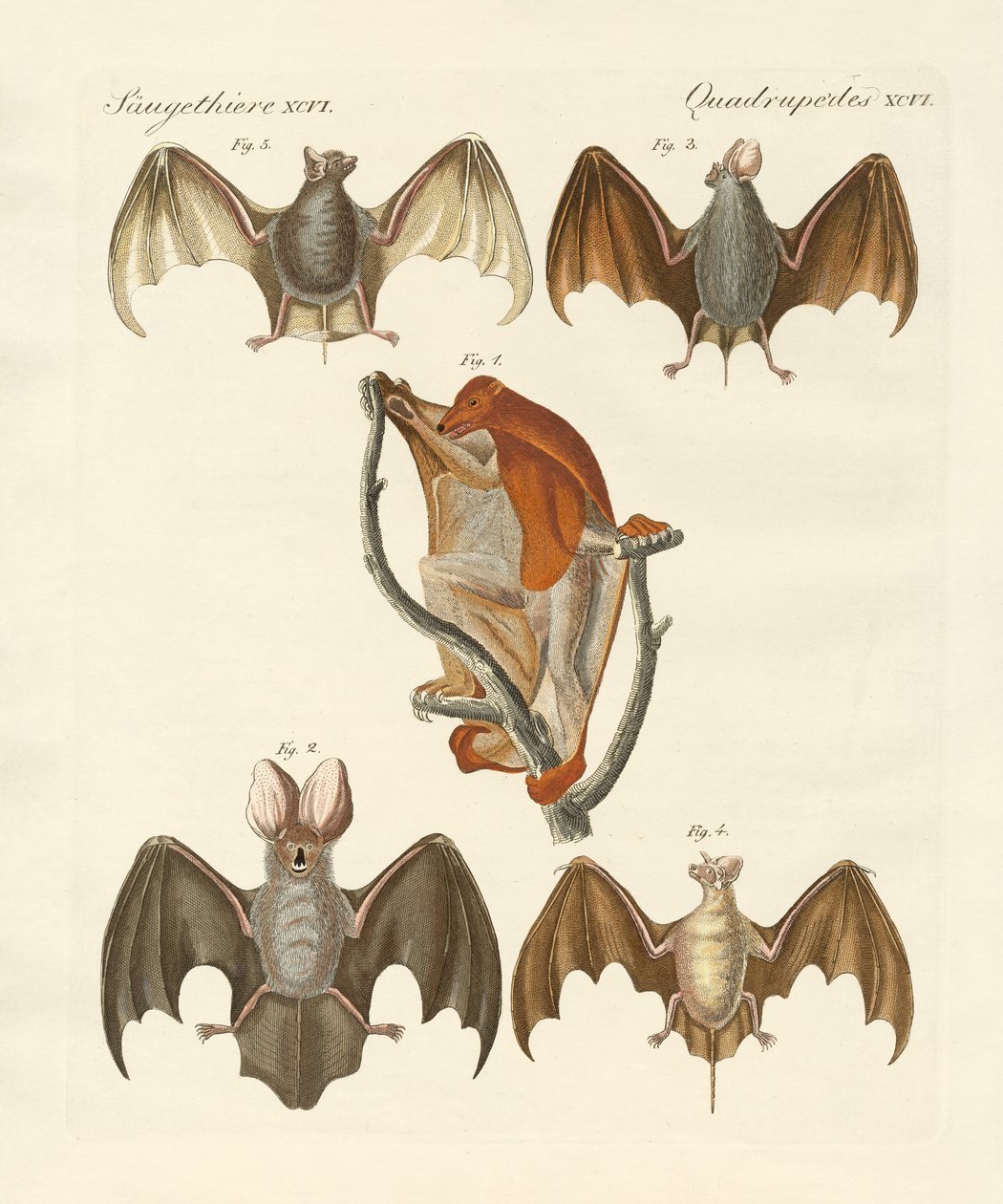 Konstig chiroptera av German School