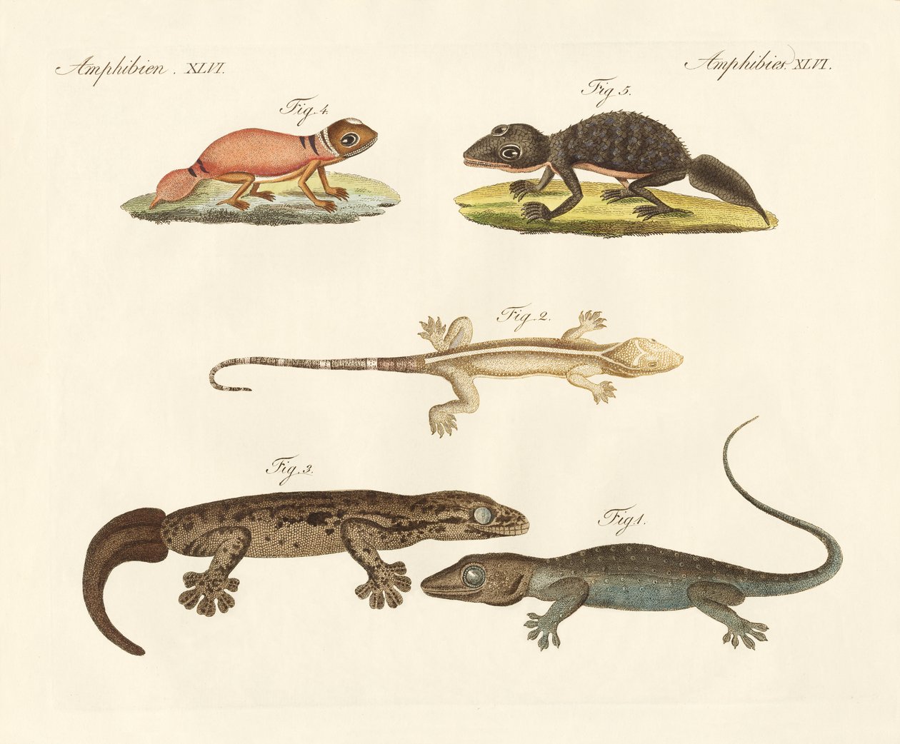 Konstiga dinosaurier (färgad gravyr) av German School