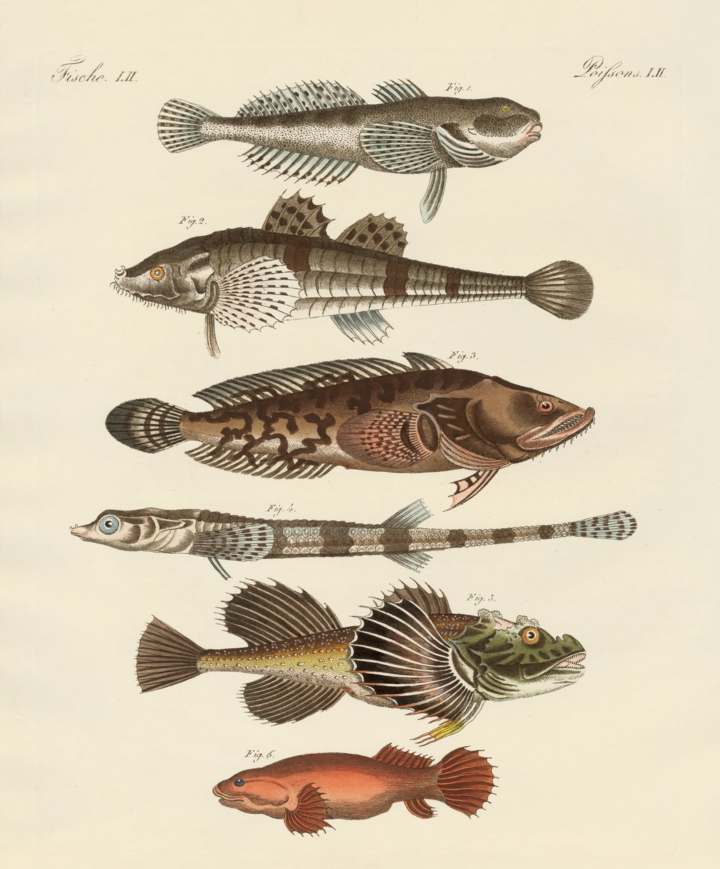 Konstig fisk (färgad gravyr) av German School
