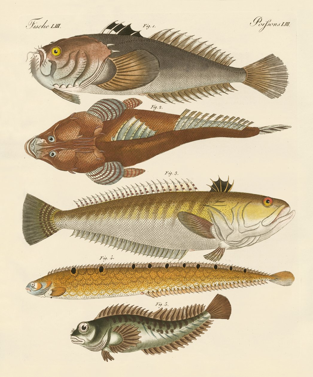 Konstig fisk (färgad gravyr) av German School
