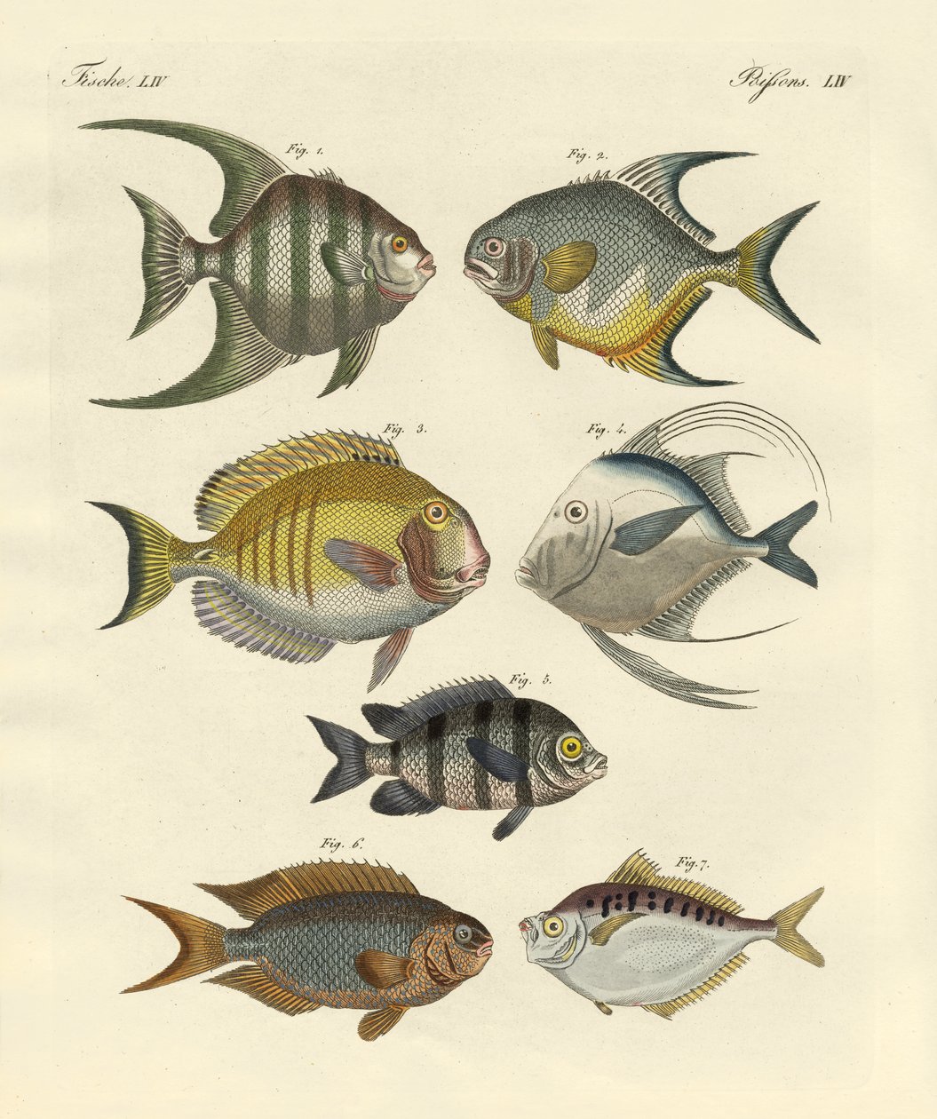 Konstig fisk (färgad gravyr) av German School