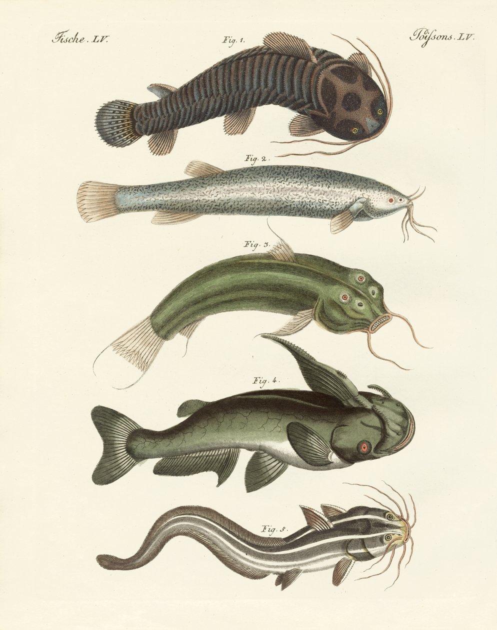 Konstig fisk (färgad gravyr) av German School