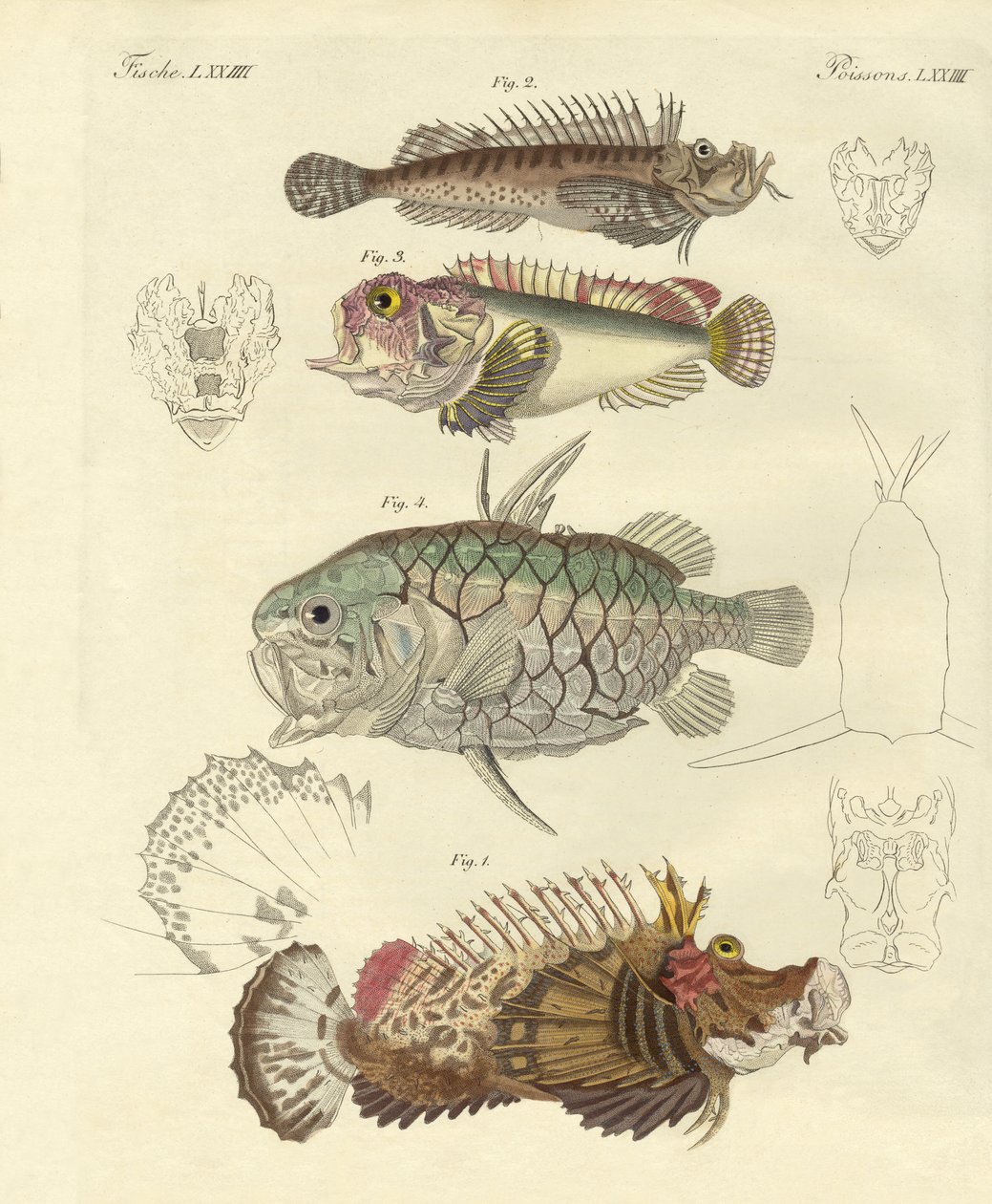 Konstig fisk (färgad gravyr) av German School