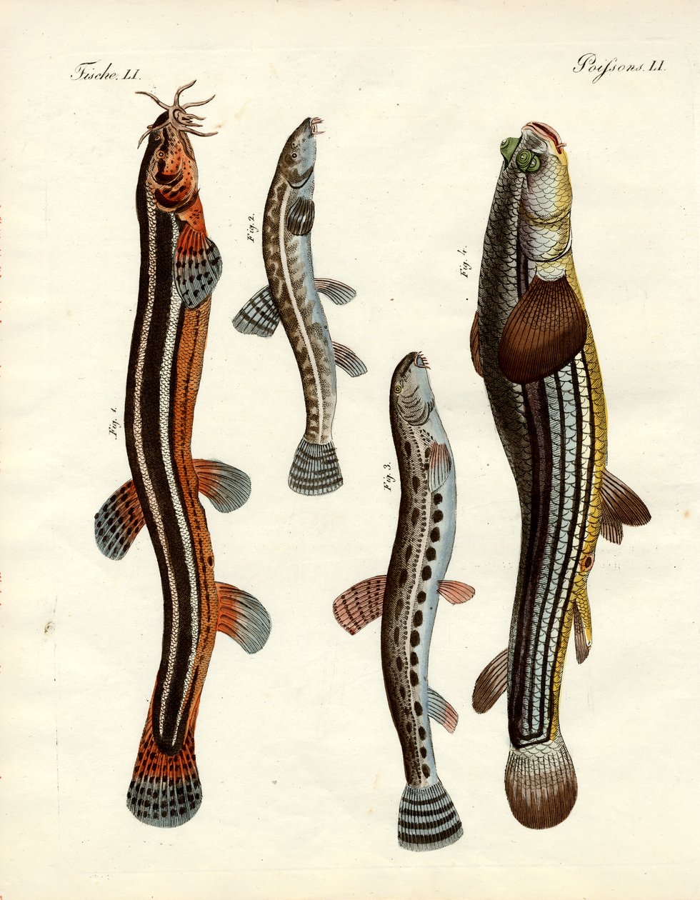 Konstig fisk (färgad gravyr) av German School