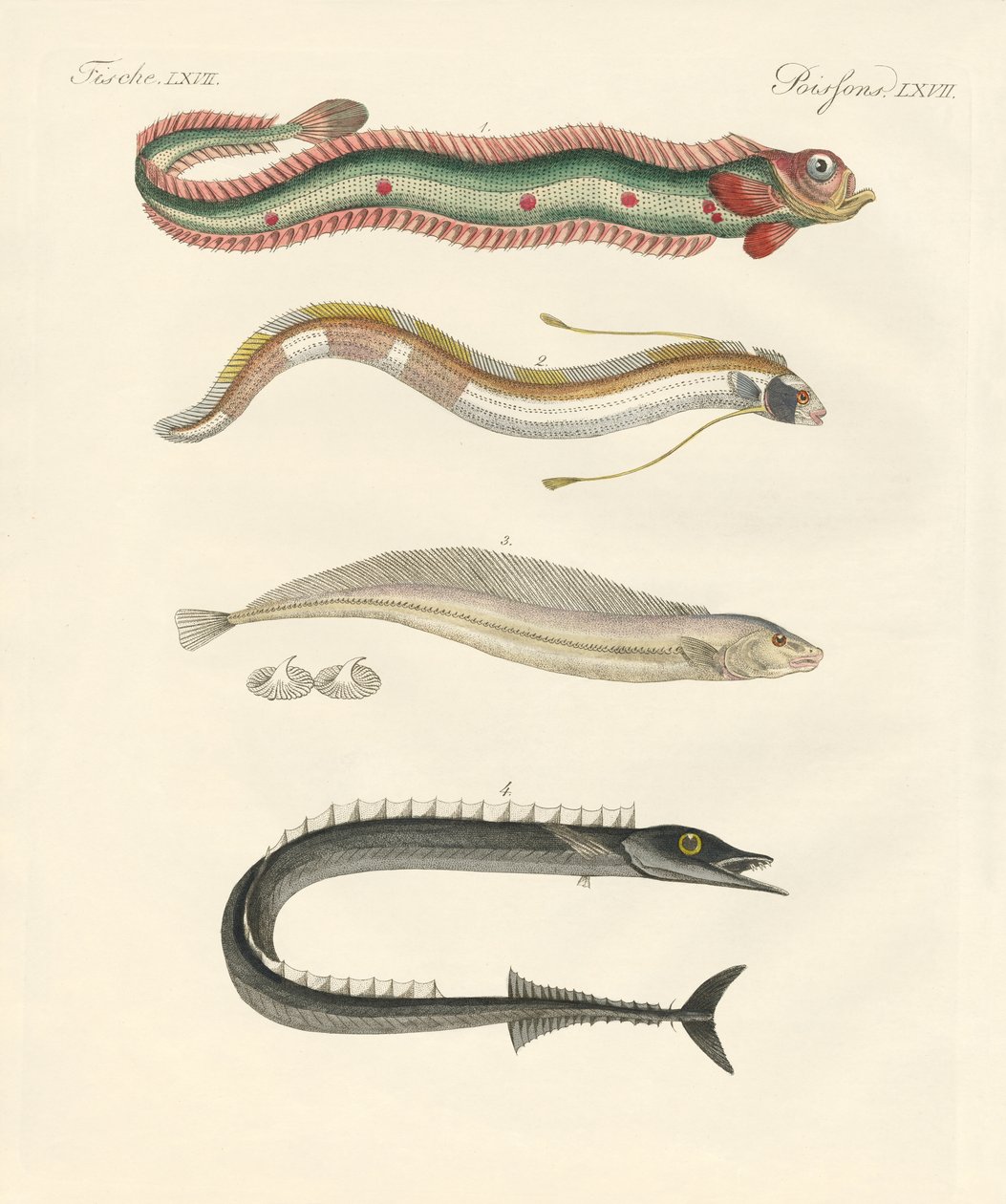 Konstig fisk (färgad gravyr) av German School