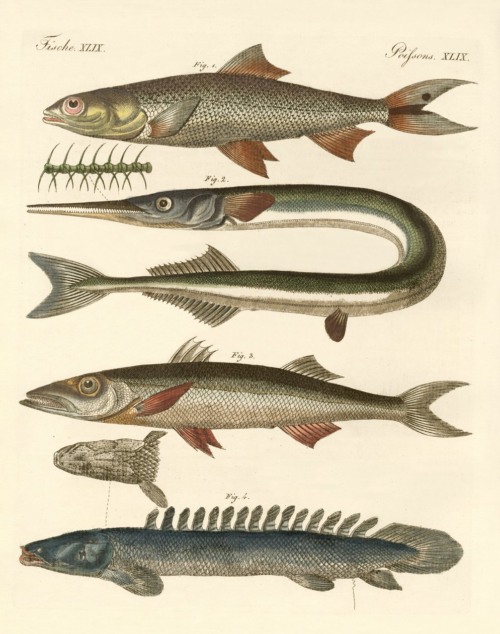 Konstig fisk (färgad gravyr) av German School