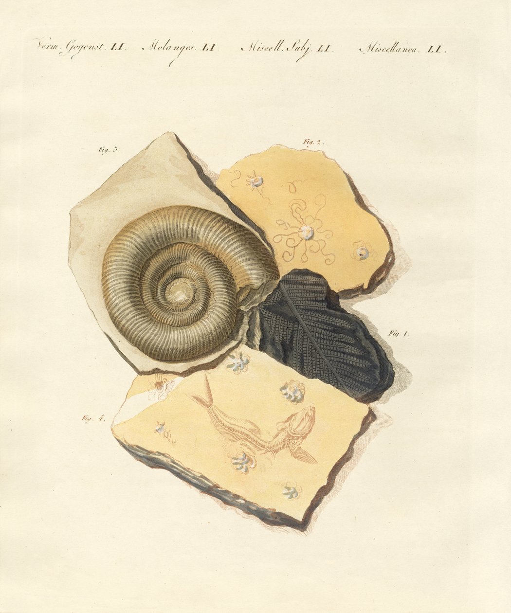 Konstiga fossiliseringar (färgad gravyr) av German School