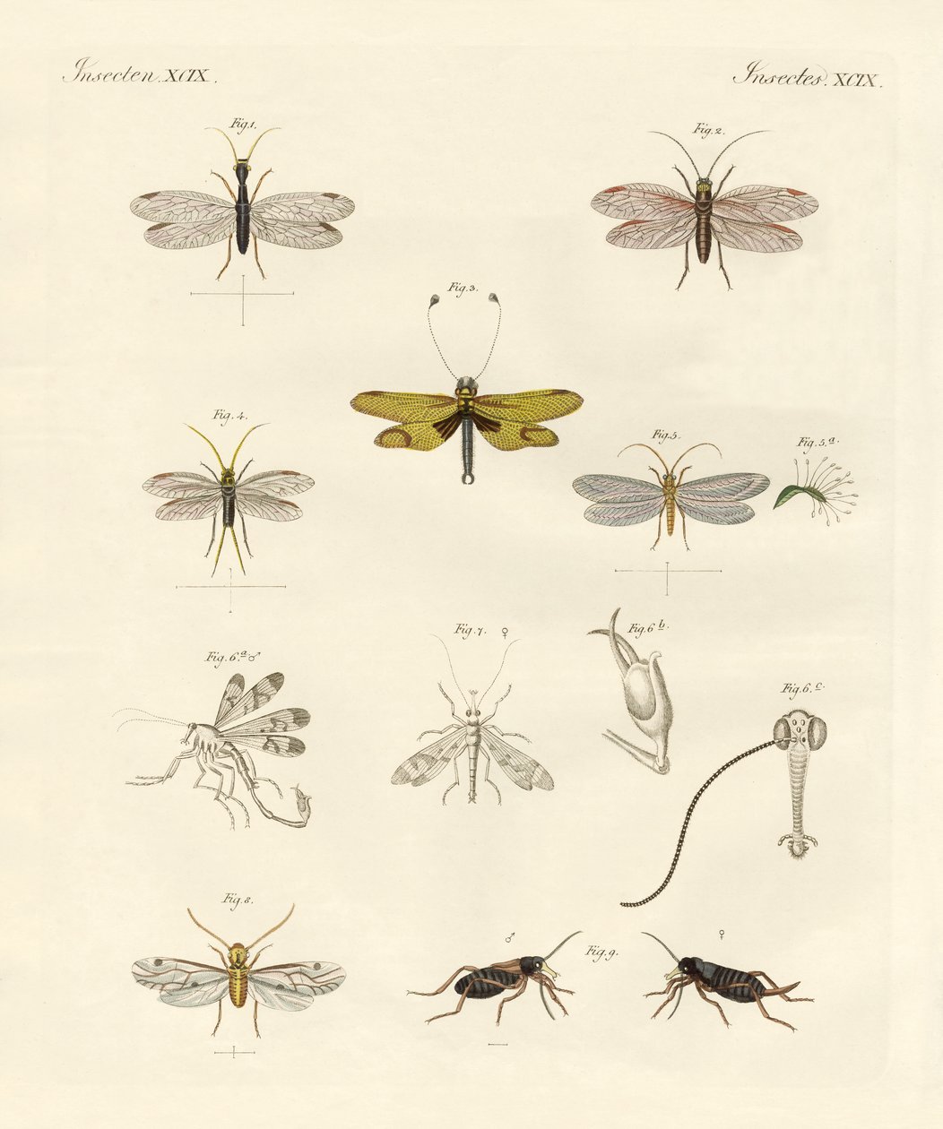Konstiga insekter (färgad gravyr) av German School