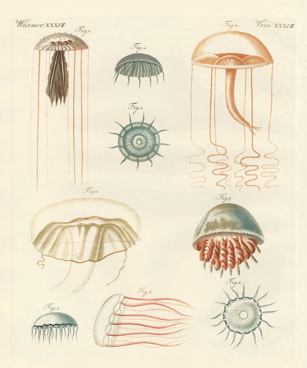 Konstiga medusas (färgad gravyr) av German School