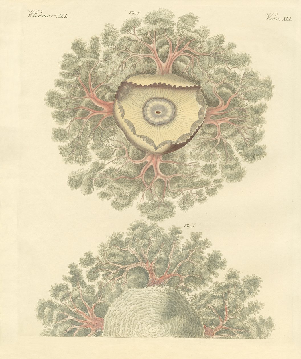Konstiga maskar (färgad gravyr) av German School