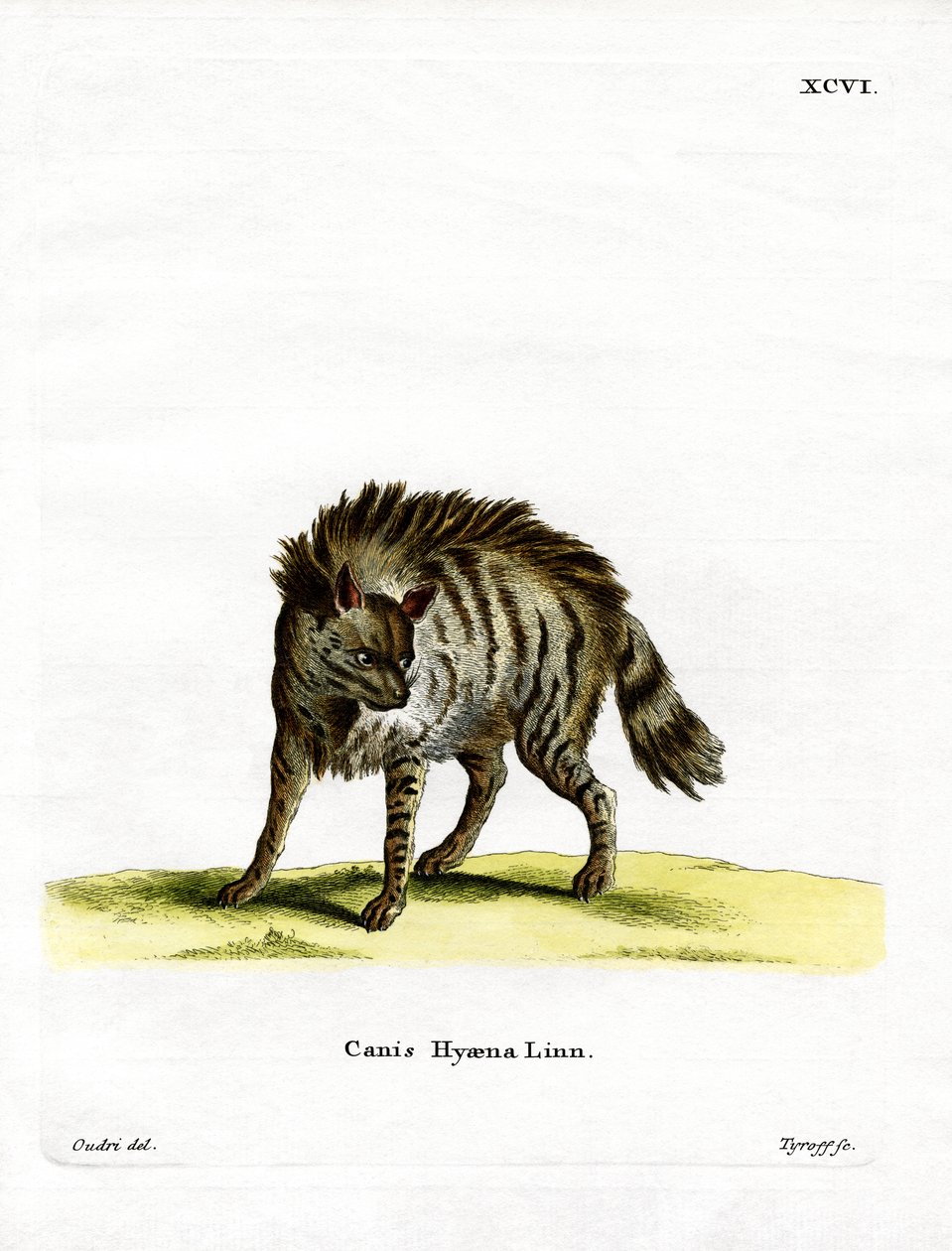 Randig hyena (färgad gravyr) av German School