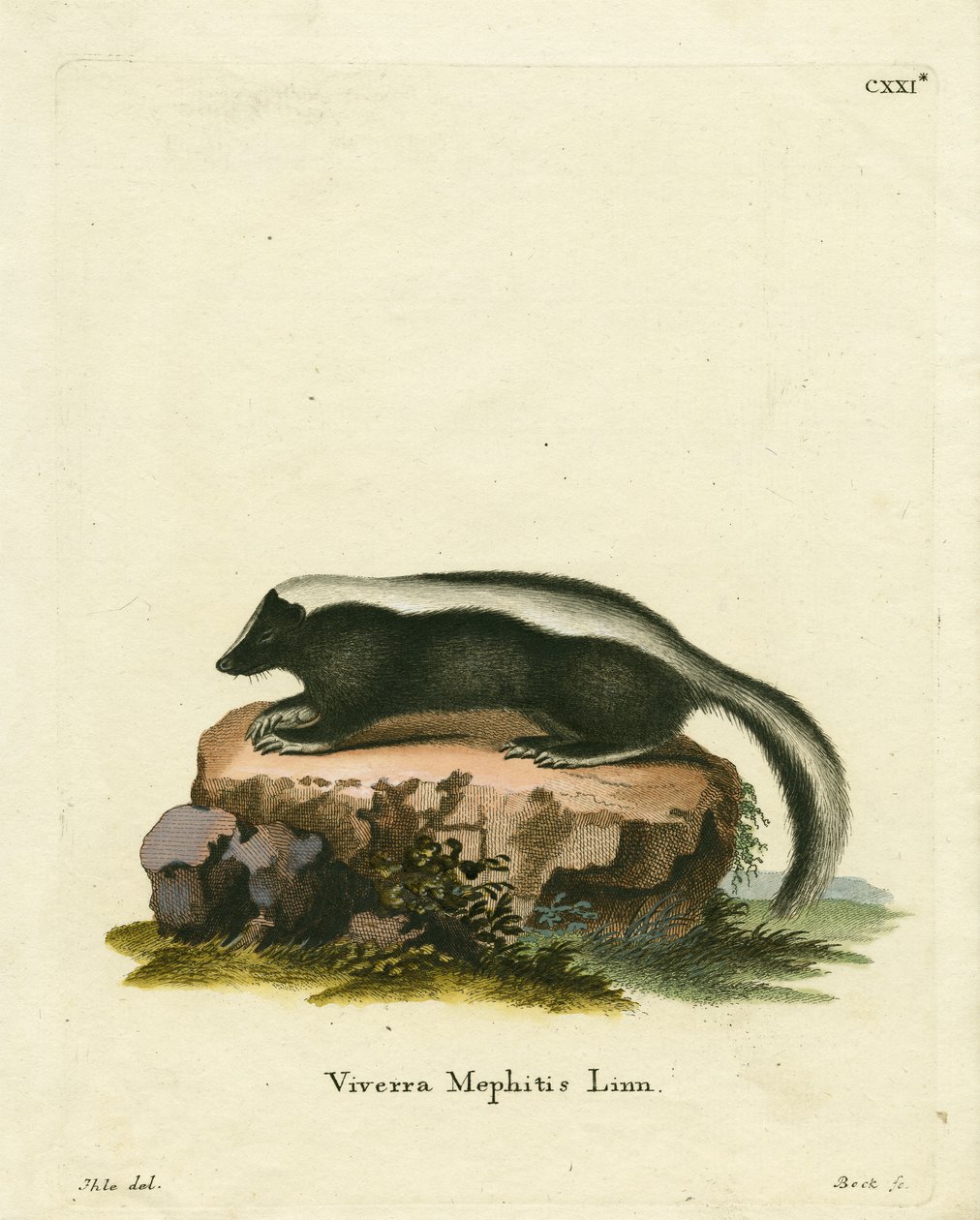 Randig Skunk (färgad gravyr) av German School