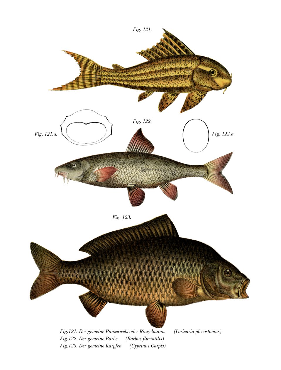 Suckermouth Catfish (färg litho) av German School