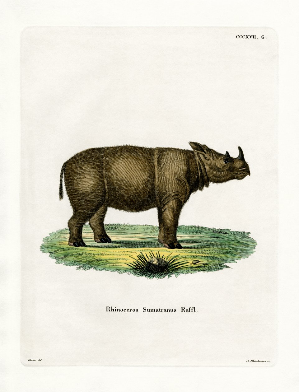 Sumatrans noshörning (färgad gravyr) av German School