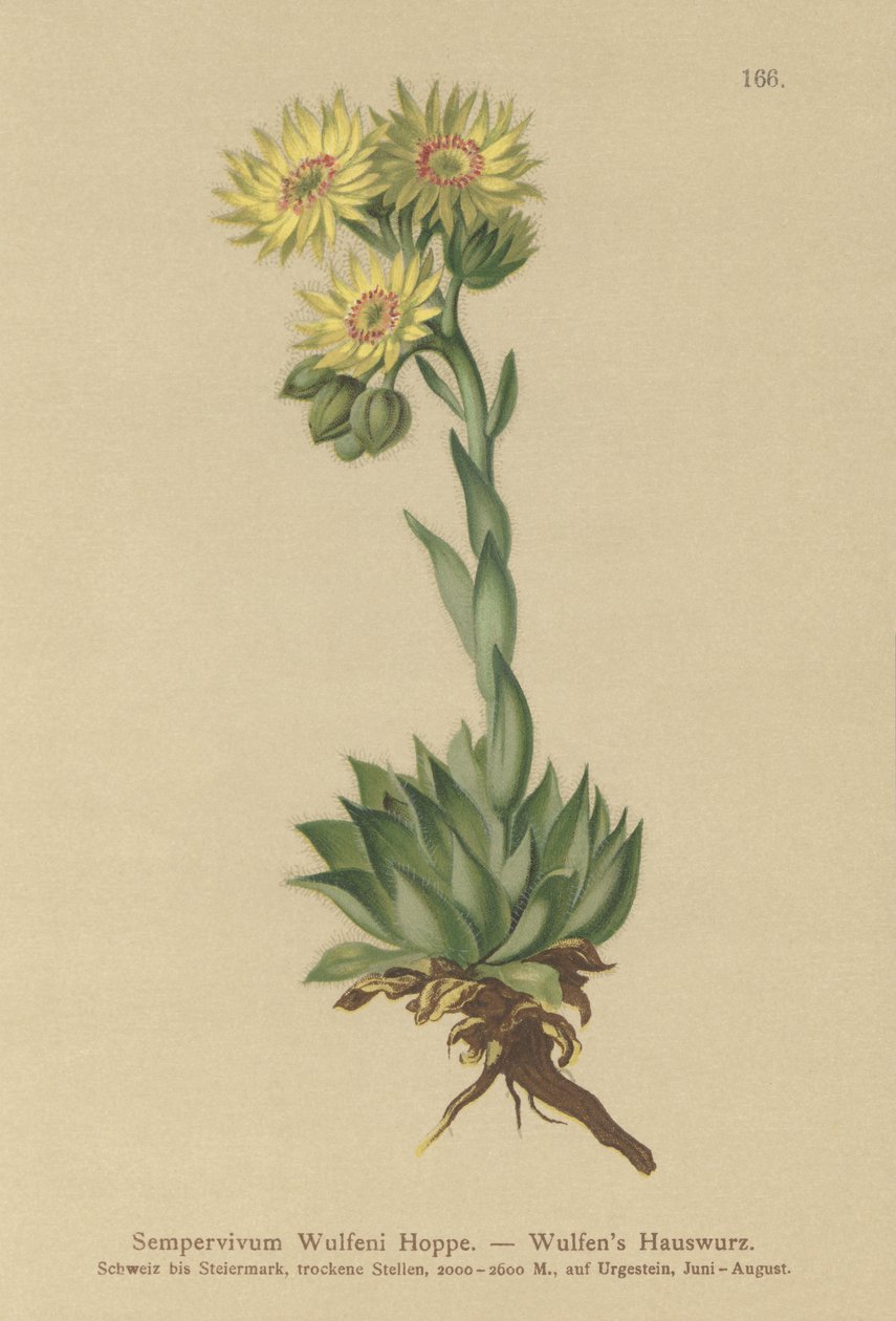 Sun Houseleek (Sempervivum Wulfenii) av German School