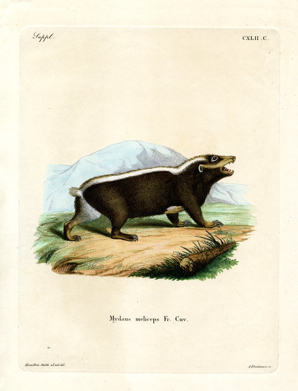 Sunda Stink Badger (färgad gravyr) av German School