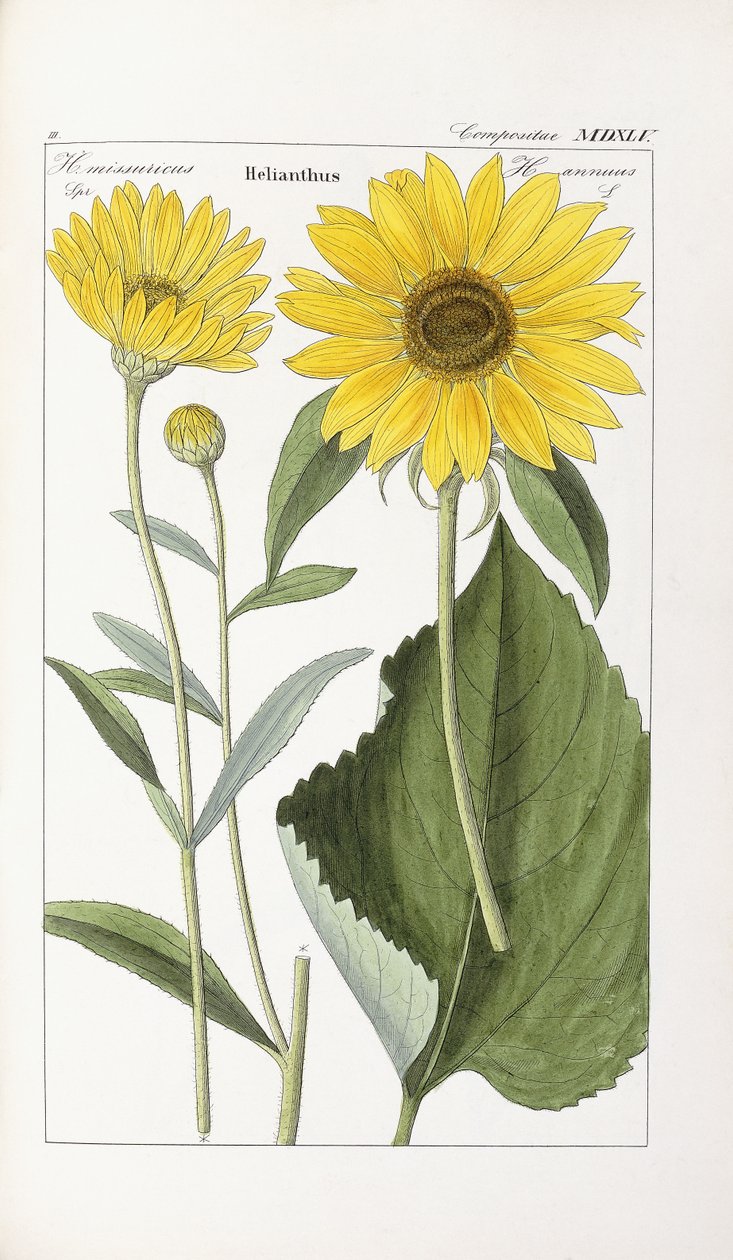 Sunflower av German School