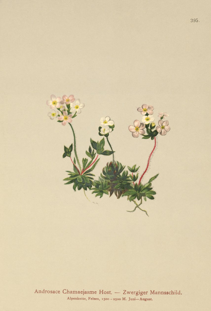 Sweetflower Rockjasmine (Androsace Chamaejasme) av German School