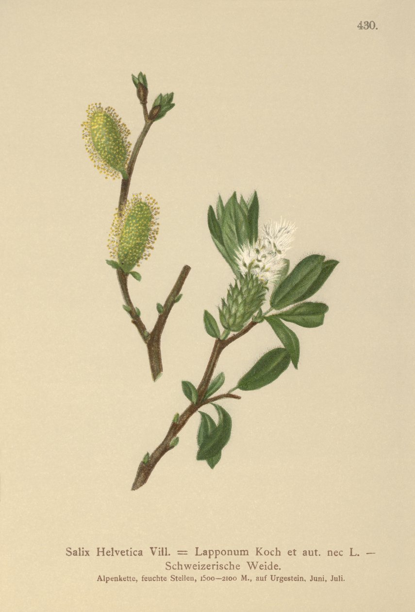 Swiss Willow (Salix Helvetica, Salix Lapponum) av German School