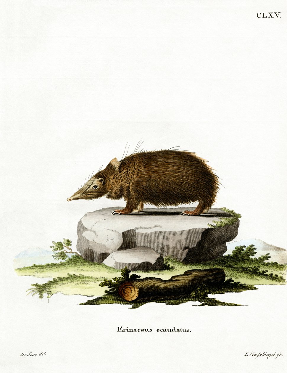 Tailless Tenrec (färgad gravyr) av German School