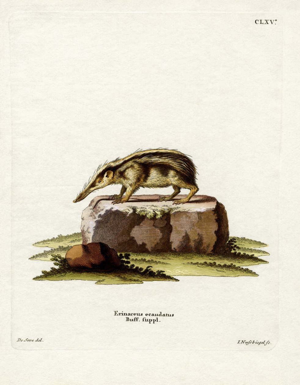 Tailless Tenrec (färgad gravyr) av German School