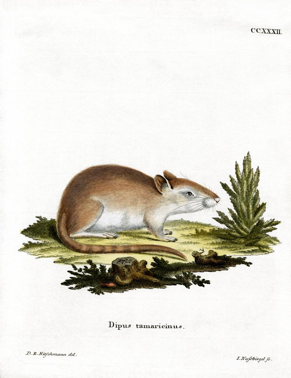 Tamarisk Jird (färgad gravyr) av German School