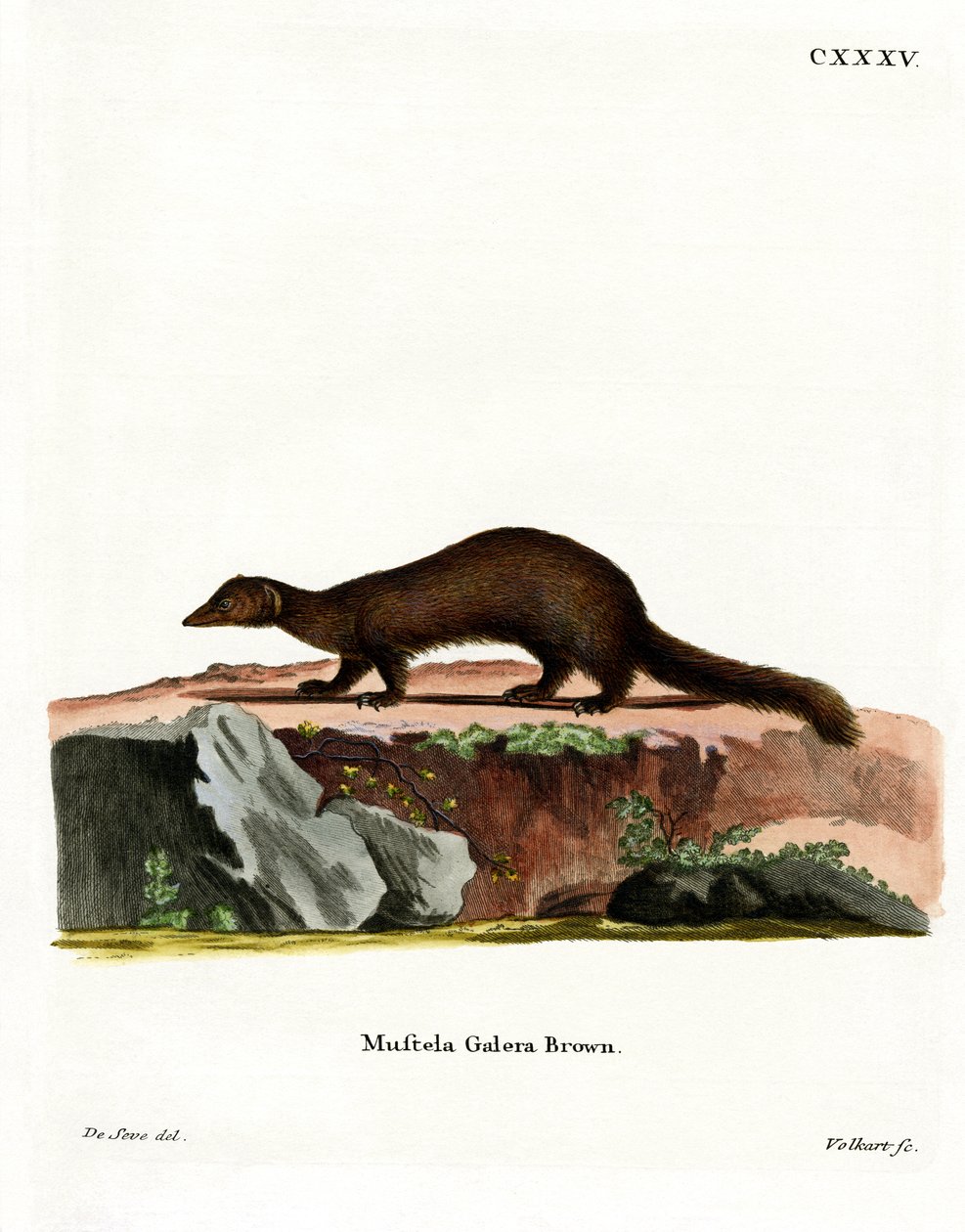 Tayra (färgad gravyr) av German School