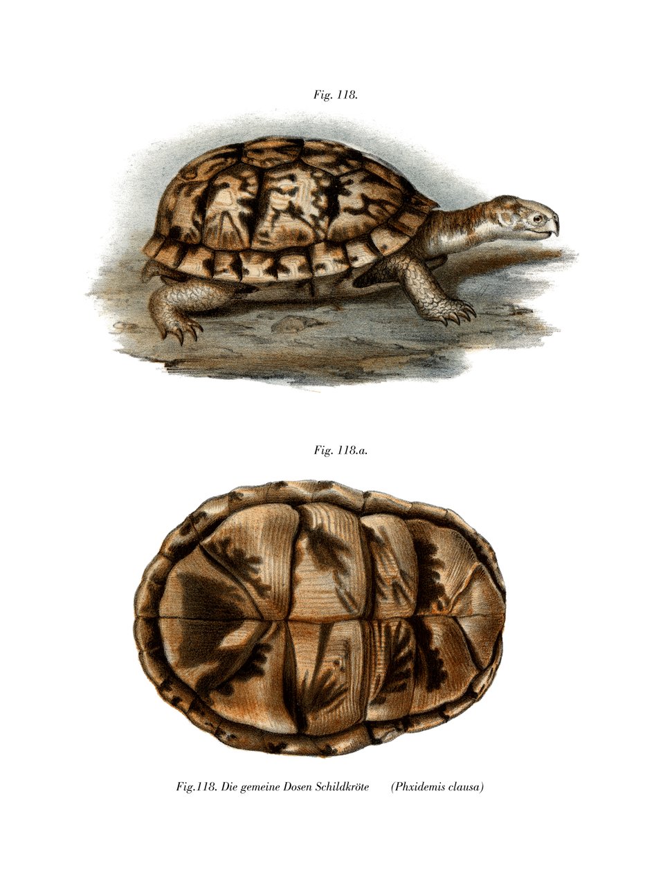 Terrapin (färg litho) av German School
