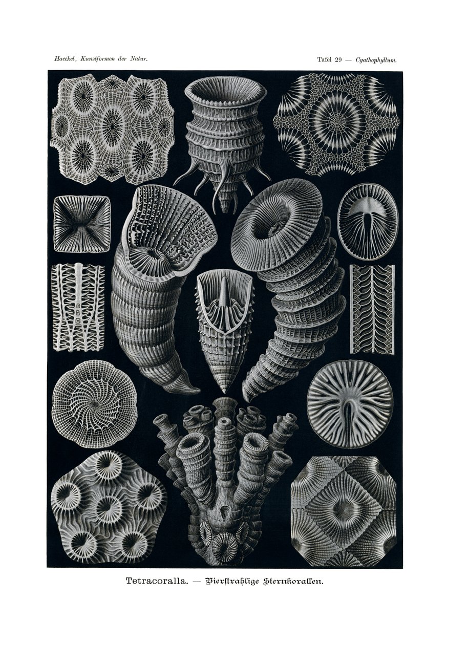 Tetracoralla, 1899-1904 av German School