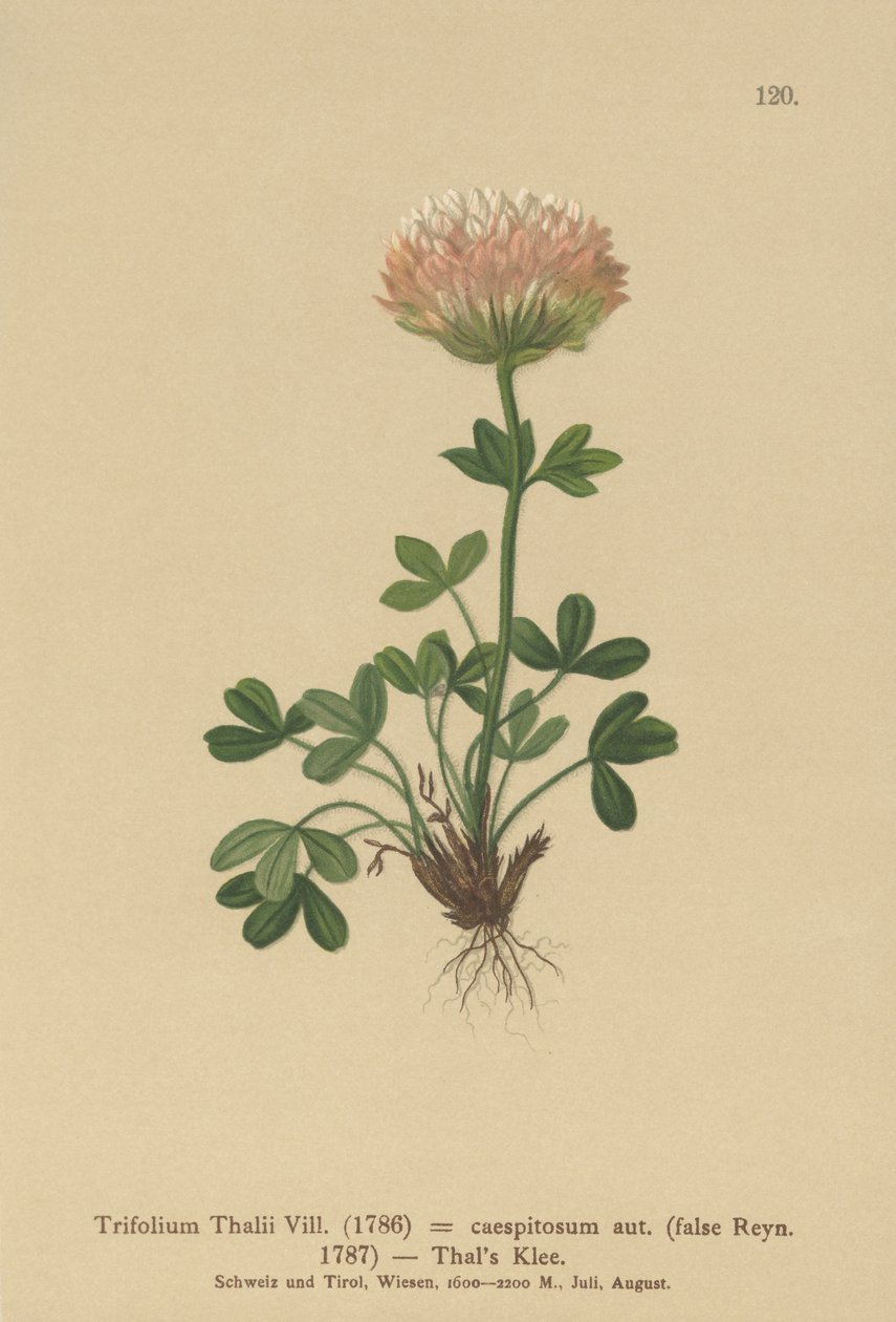 Thalsklöver (Trifolium Thalii, Trifolium caespitosum) av German School