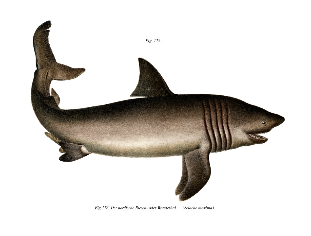 Basking Shark (färg litho) av German School